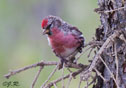 Carduelis flammea